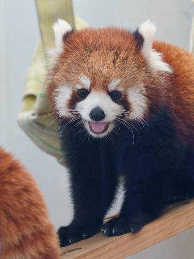 レッサーパンダはかわゆい !!! 熊本市動植物園　１   ・ 杏香（あこ）で～す。(_ _))ﾍﾟｺｯ