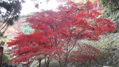 大山寺の紅葉の後、娘と居酒屋