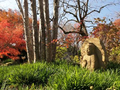 「常楽寺」の紅葉_2023_色付きが進み、既に枯れ始めていました（群馬県・太田市）