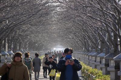 古都鎌倉　紅葉巡り　２０２３（後編）鶴岡八幡宮ー一条恵観山荘ー報国寺ー旧華頂宮邸ー鎌倉