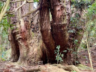 奈良の巨樹　高井の千本杉　井戸杉って？
