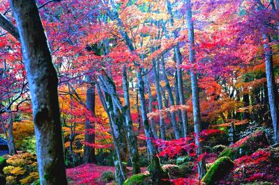 日本の原風景を留めた山裾の隠れ里「教林坊」　