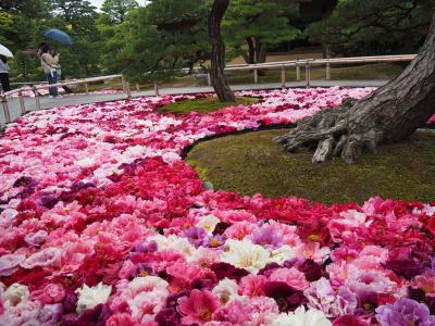 吉備国から出雲国へ ④松江城、神社巡りと由志園のボタン