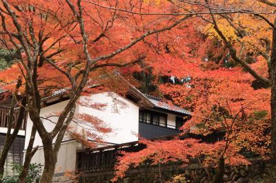 紅葉シリーズ４　紅葉真っ盛りの香嵐渓♪　豊田宿わり利用で1泊しての欲張り撮影三昧♪＆クーポンの使い道は♪