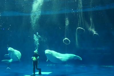 旅猫ズCRESSONで行く～年末は温泉に入ろう②しまね海洋館アクアス見学・シロイルカ＾＾願成就温泉