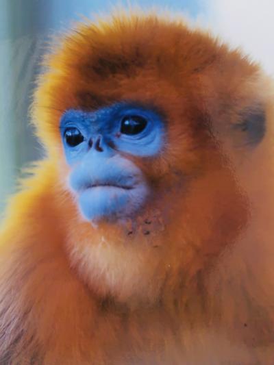 熊本22　熊本市動植物園b　金絲猴の眼差し　シフゾウ　☆中国の三大珍獣-西安から