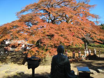 真っ赤に燃えた秩父 札所八番コミネカエデの西善寺 紅葉の横瀬町を行く
