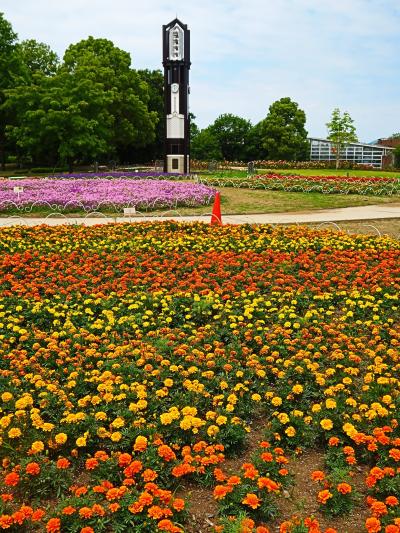 熊本24　熊本市動植物園ｄ　バラ咲き揃う花園　☆温室‐熱帯植物も目新しく