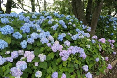 夏の山梨・箱根・伊豆旅♪　Vol.62 ☆河口湖：アジサイとラベンダー「八木崎公園」♪