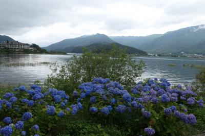 夏の山梨・箱根・伊豆旅♪　Vol.64 ☆河口湖：アジサイとラベンダー「八木崎公園」♪