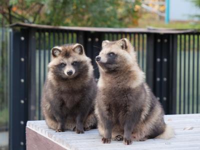 公共交通機関だけで行く！秋の秋田・青森ひとり旅＠DAY-3 -千秋公園＊大森山動物園-