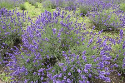 夏の山梨・箱根・伊豆旅♪　Vol.71 ☆河口湖：アジサイとラベンダー「八木崎公園」♪