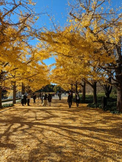 紅葉とクリスマスの競演　東京が一番美しい時期