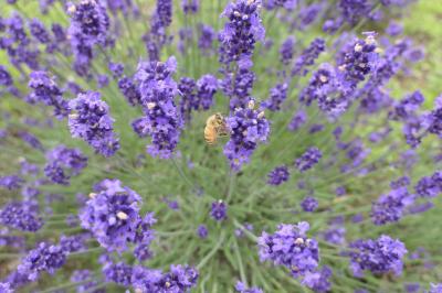 夏の山梨・箱根・伊豆旅♪　Vol.72 ☆河口湖：アジサイとラベンダー「八木崎公園」♪