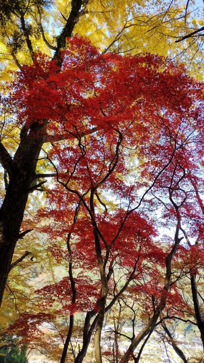 大分旅後編　耶馬渓の紅葉と「若宮八幡神社 秋季大祭 (はだか祭り）」