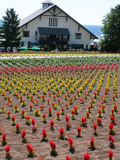 Garden街道10　ファーム富田ｂ   初夏を彩る花々　☆サルビア/ハマナス/ベコニア