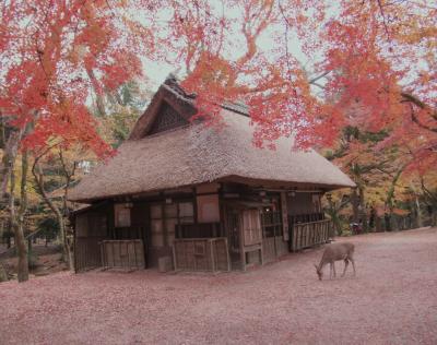 寺社詣でというよりは、登山？