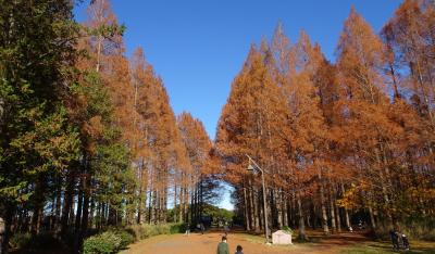 首都圏紅葉めぐり　東京（水元公園）ミゾゴイ発見、埼玉（みさと公園）、千葉（２１世紀の森と広場）、横浜（三ツ池公園、馬場花木園）２０２３　