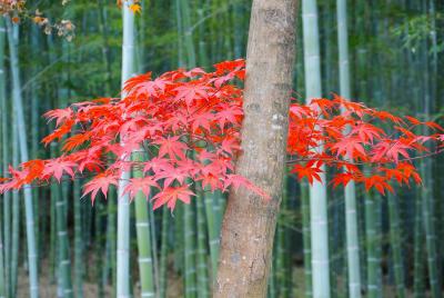 紅葉の京都　嵐山散策