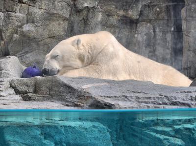 男鹿半島の先端に建つ男鹿水族館GAOで”可愛い”探し&#9825;