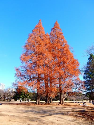 「　晩秋の新宿御苑　散りゆく紅葉を追って　さんぽ　」　2023