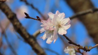 美しかった冬桜