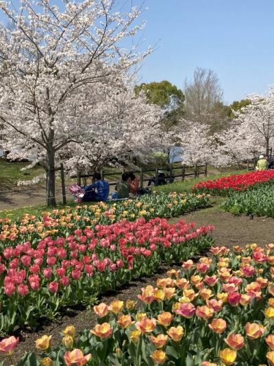 馬見丘陵公園の花めぐり　２．チューリップ、桜