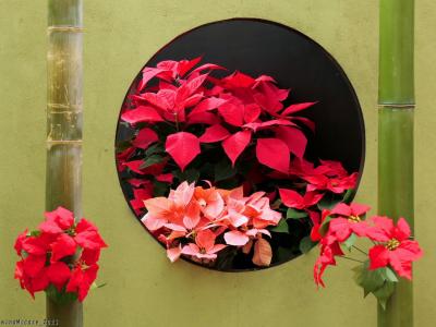 「とちぎ花センター・大温室」_2023_今年最後の企画展は「ポインセチア展」でした（栃木市）