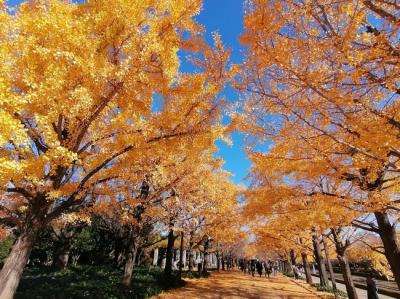 ’２３　東京さんぽ　昭和記念公園のイチョウ並木＆OKA CAFE