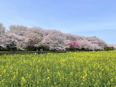 仔猫といっしょ計画（埼玉総決算２０２３　幸手桜まつり他）