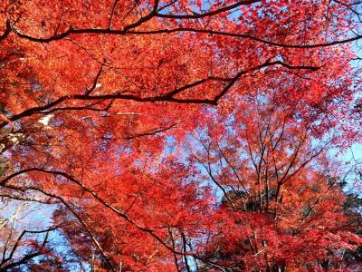 色艶やかな京都の紅葉をb_bさんと♪初めまして♪毘沙門堂、知恩院、智積院の紅葉＆丹 tan 和久傳ランチ