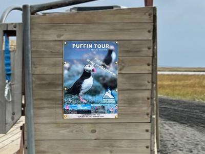 ザ・アイスランド_パフィン２ Ingólfshöfði Puffin Tour 23/8/18