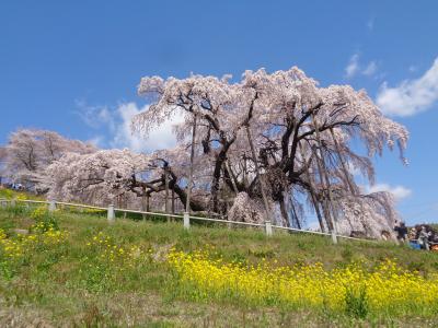 滝桜