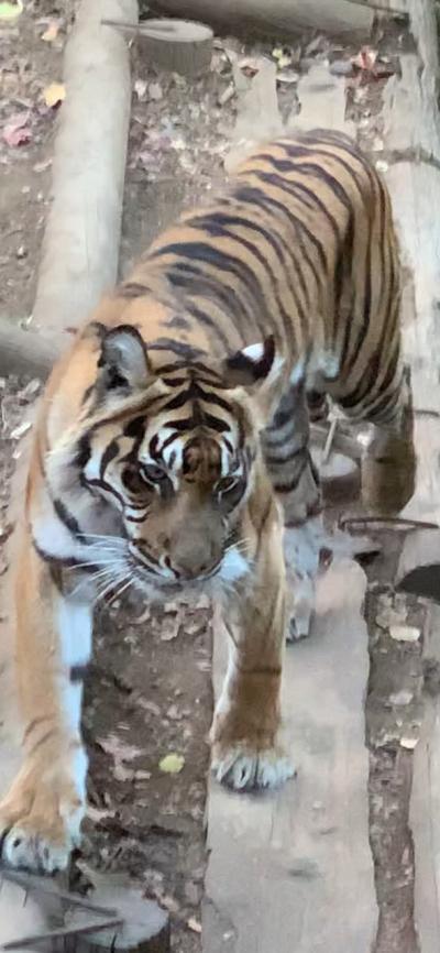 冬の上野動物園15000歩の旅　