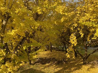 祖父江銀杏パーク