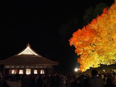 旧閑谷学校　櫂の木ライトアップ