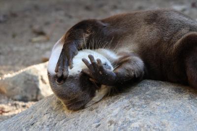 土佐旅②　のいち動物園、私の一押しは「ツメナシカワウソ」！！