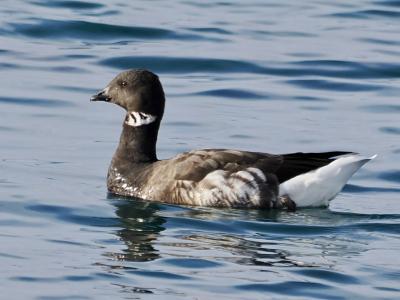 今度こそ! 雁三昧
