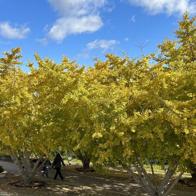 祖父江町のいちょう祭りと銀杏並木