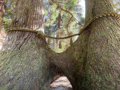 奈良　巨樹だらけの室生龍穴神社　連理の杉