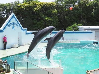 アクシデントで爆下がり【しながわ水族館　2022/05/23】