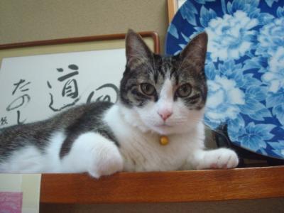 猫のグーちゃんがかわいい！ぬる湯旅館、日の出温泉一人宿泊記。