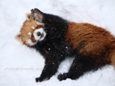 【レッサーパンダ遠征記】今シーズン初の雪パンダ☆西山＆いしかわ（２）西山動物園［後編］