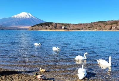 富士山、そして暖かい伊豆に。