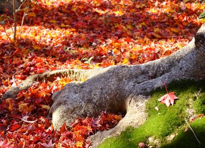 2023年12月 京都④