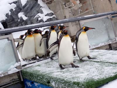 12月の美瑛と旭山動物園2泊3日 3日目ー2023.12ー