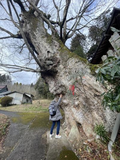 奈良の巨樹　天神社　樹齢1500年　小夫（おおぶ）のケヤキ