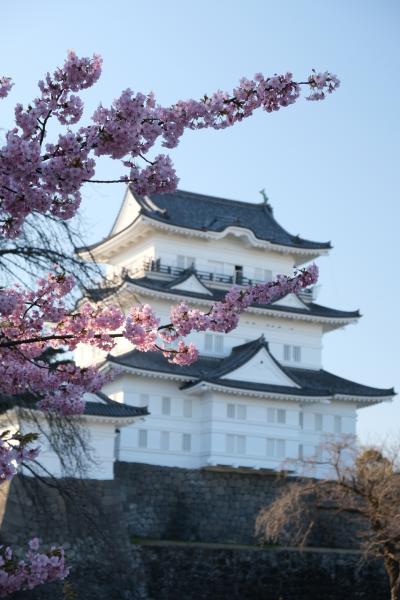 河津桜と伊豆グルメ(その4・完)