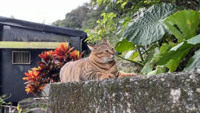 年始の台北。温泉、猫で癒され、夜市で食べ歩いた癒され旅２泊３日。2日目