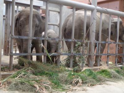 東山動植物園へ　うらら　を見に行くⅡ
